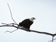 Eagle on the Tree Branch Photograph by Yumi Johnson