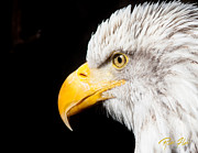 Eagle Profile Photograph by Rikk Flohr Eagle Profile Photograph by Rikk Flohr
