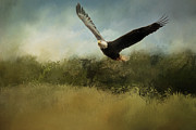 Eagle Unleashed Photograph by Jai Johnson