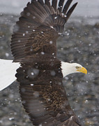 Eagle Wings Photograph by Mark Miller Eagle Wings Photograph by Mark Miller