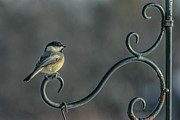 Early Morning At The Feeder Photograph by Paul Vitko