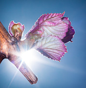 Early Morning Bud Break Photograph by Len Romanick