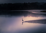 Early Morning Greeter Photograph by Bill Posner