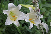 Easter Lily Photograph by Allen Nice-Webb Easter Lily Photograph by Allen Nice-Webb