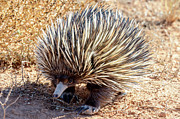 Echidna 01 Photograph by Werner Padarin Echidna 01 Photograph by Werner Padarin