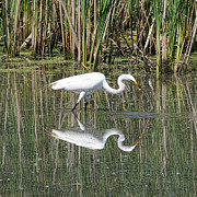 Egret Photograph by David Armstrong