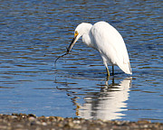Egret Eating Eel 4 Photograph by William Selander