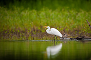 Egret Feeding Photograph by Jeff Phillippi