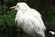 Egret Feeling Ruffled Digital Art by Kathleen Illes