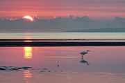 Egret fishing at Dawn Photograph by Robert Charity