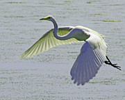 Egret in Flight Photograph by Bill Barber