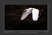 Egret In Flight Photograph by  Gene  Bleile Photography 