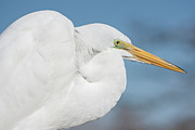Egret Portrait Photograph by Dawn Currie