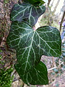 Electric leaf Photograph by Lukasz Ryszka