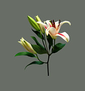 Elegant Lily and Buds Photograph by Susan Savad Elegant Lily and Buds Photograph by Susan Savad