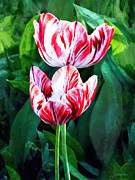 Elegant Pink and White Striped Tulips Photograph by Susan Savad Elegant Pink and White Striped Tulips Photograph by Susan Savad