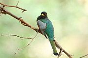 Elegant Trogon At Chiricahuas' South Fork Photograph by Steve Wolfe Elegant Trogon At Chiricahuas' South Fork Photograph by Steve Wolfe