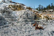 Elk at Liberty Cap Photograph by Norman Reid
