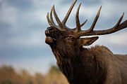 ELK's SCREEM Photograph by Edgars Erglis