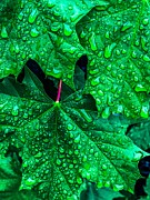 Emerald Drops Photograph by Cate Franklyn