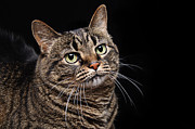 Emmy The Cat Ponder Photograph by Andee Design