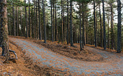 Empty road passing through the forest in Autumn Photograph by Michalakis Ppalis