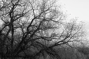 Enchanted Forest Photograph by Ana V Ramirez