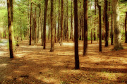 Enchanted Forest Photograph by Cathy Kovarik