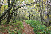 Enchanted Pathway Photograph by Allen Nice-Webb Enchanted Pathway Photograph by Allen Nice-Webb