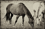 Equine Friends Antiqued Photograph by Theresa Tahara Equine Friends Antiqued Photograph by Theresa Tahara