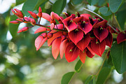 Erythrina Cristina Galli Photograph by Christopher Johnson