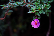 Flower on the Volcano -- Escolonia Flower at Parque Nacional Volcan Poas, Costa Rica Photograph by Darin Volpe Flower on the Volcano -- Escolonia Flower at Parque Nacional Volcan Poas, Costa Rica Photograph by Darin Volpe