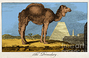 Etching Of Dromedary, Buffon, 18th C Photograph by Science Source