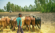 Ethiopian boy using his cows for threshing harvest Photograph by Miroslav Liska