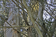 Eucalyptus Study Photograph by Joyce Creswell