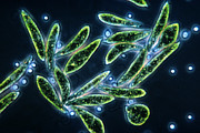Euglena Gracilis Photograph by Eric V. Grave