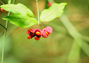Euonymus americanus  American Strawberry Bush Photograph by Rebecca Sherman
