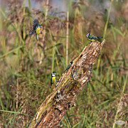 Eurasian blue tits, cyanistes caeruleus, Neucahtel, Switzerland Photograph by Elenarts - Elena Duvernay photo