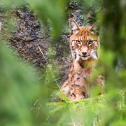 Eurasian lynx Photograph by Torbjorn Swenelius