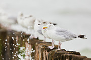 European Herring gulls in a row  Photograph by Nick Biemans