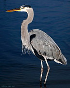 Evening Heron Photograph by Larry Beat Evening Heron Photograph by Larry Beat