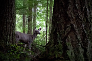 Ever Vigilant Photograph by Tim Newton