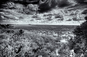 Everglades  Photograph by Alberto Audisio