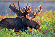 Eye Contact Photograph by John De Bord
