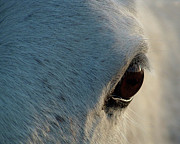 Eye of the Storm Photograph by M Kathleen Warren