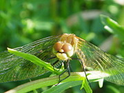 Eye To Eye Photograph by Peggy King