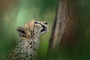 Facing Challenges Photograph by Jai Johnson