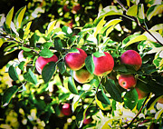 Fall Abundance Photograph by Natalie Rotman Cote