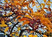 Fall Berries Photograph by Tim Nyberg Fall Berries Photograph by Tim Nyberg