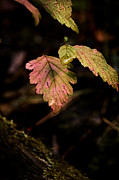 Fall Colors Photograph by Loni Collins